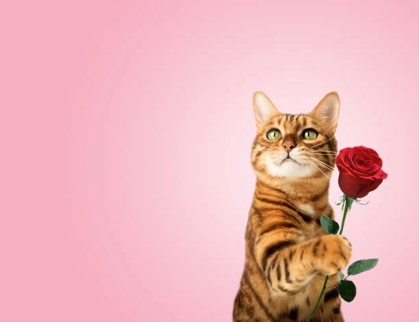 Đậm chất Valentine với mèo meme cầm hoa