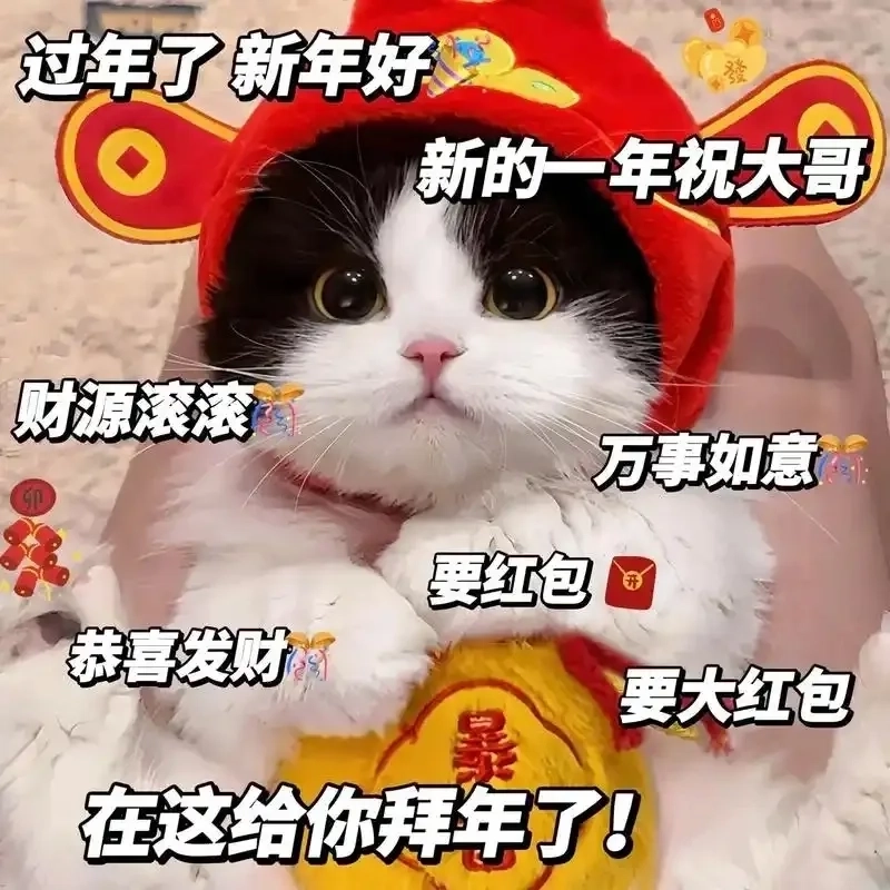 Cười rớt hàm với avatar mèo tết meme phiên bản mới