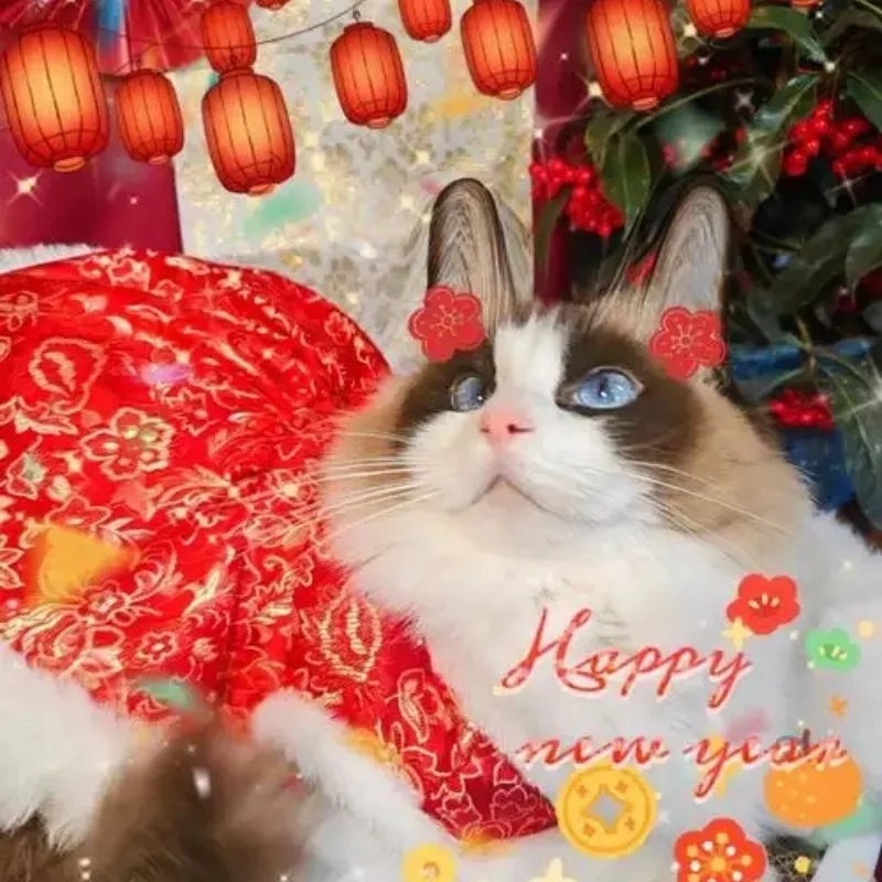 Nhìn là thấy xuân về với avatar tết mèo meme