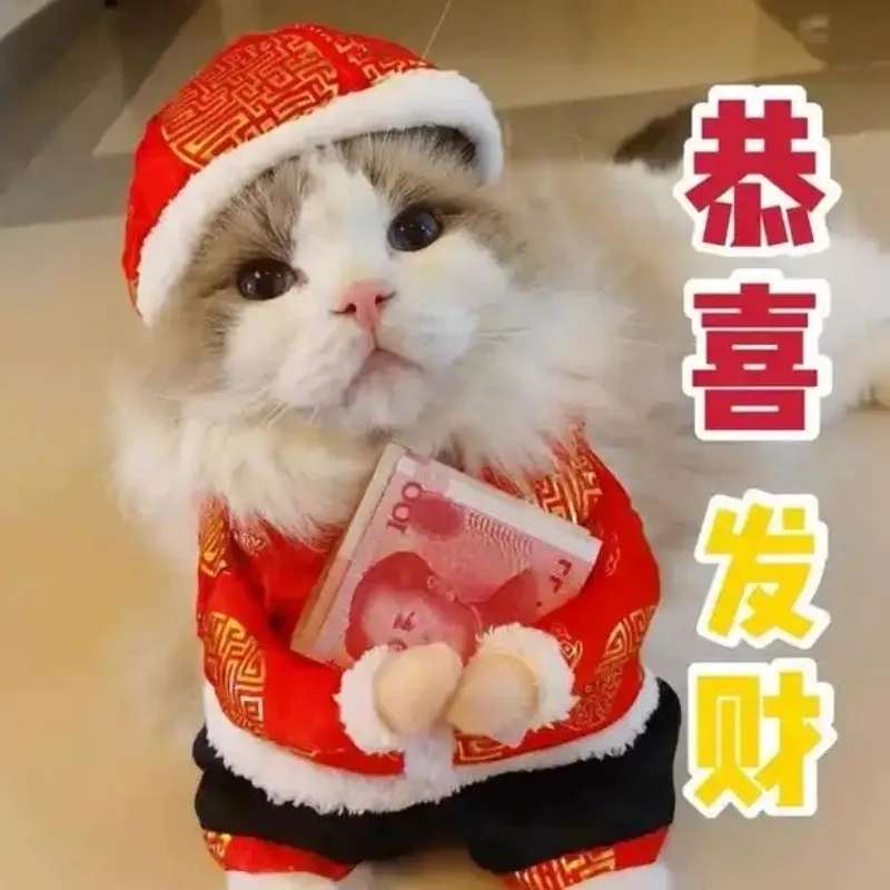 Không thể bỏ lỡ avatar con mèo tết meme dễ thương