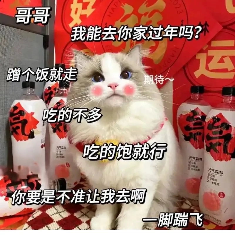 Dễ thương hết nấc với avatar tết 2024 mèo meme