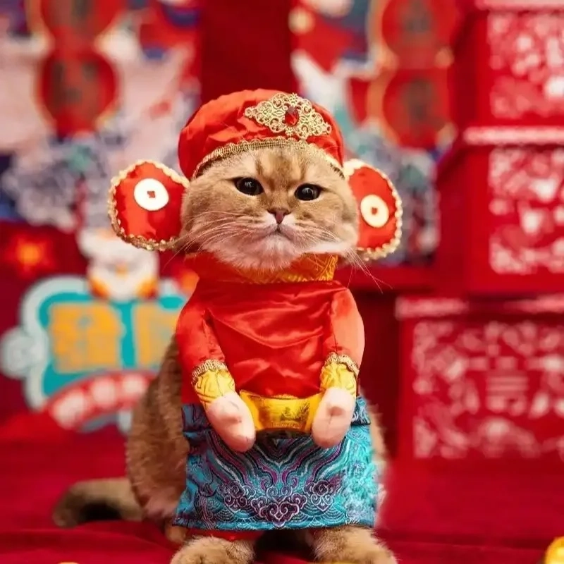 Mở năm mới bằng avatar avatar ảnh mèo tết meme siêu hài