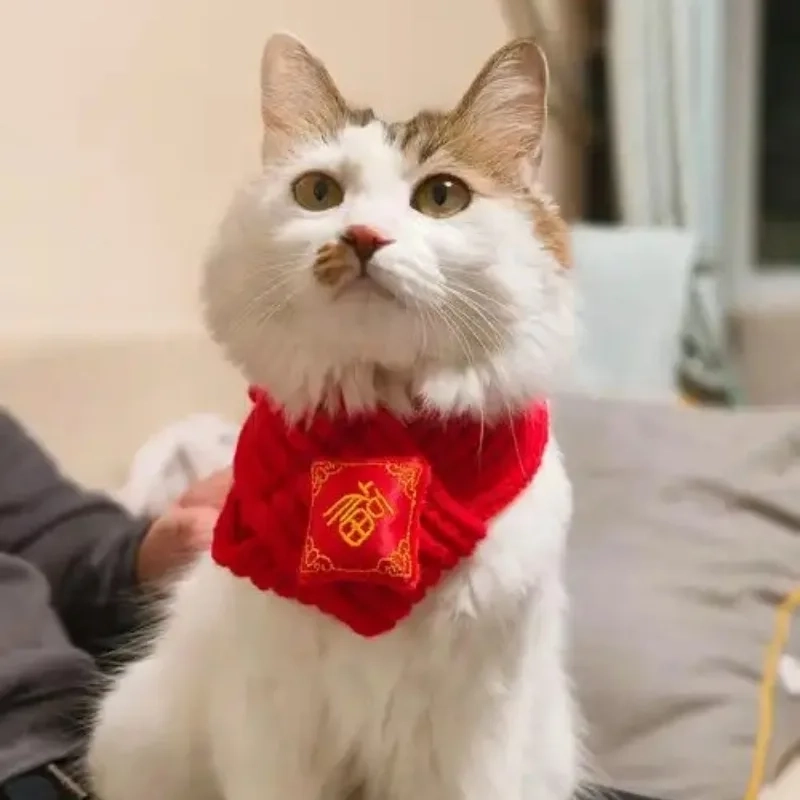 Cười lăn với hình nền meme mèo tết bá đạo