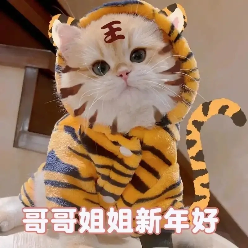 Cười ngất với loạt ảnh mèo tết 2024 meme mới ra lò