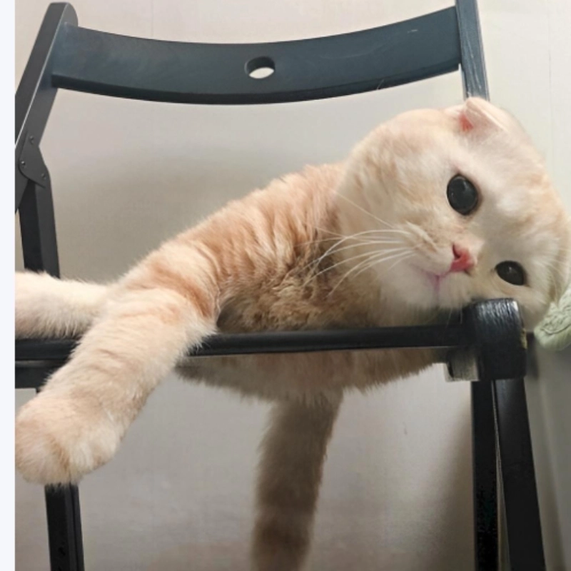 Dễ thương không kém phần kiệt sức chính là meme mèo mệt mỏi