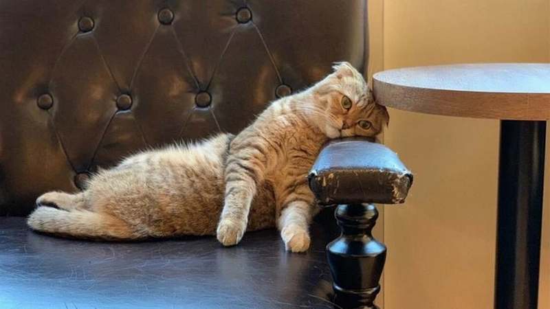 Cười ra nước mắt với mèo mệt mỏi meme trending