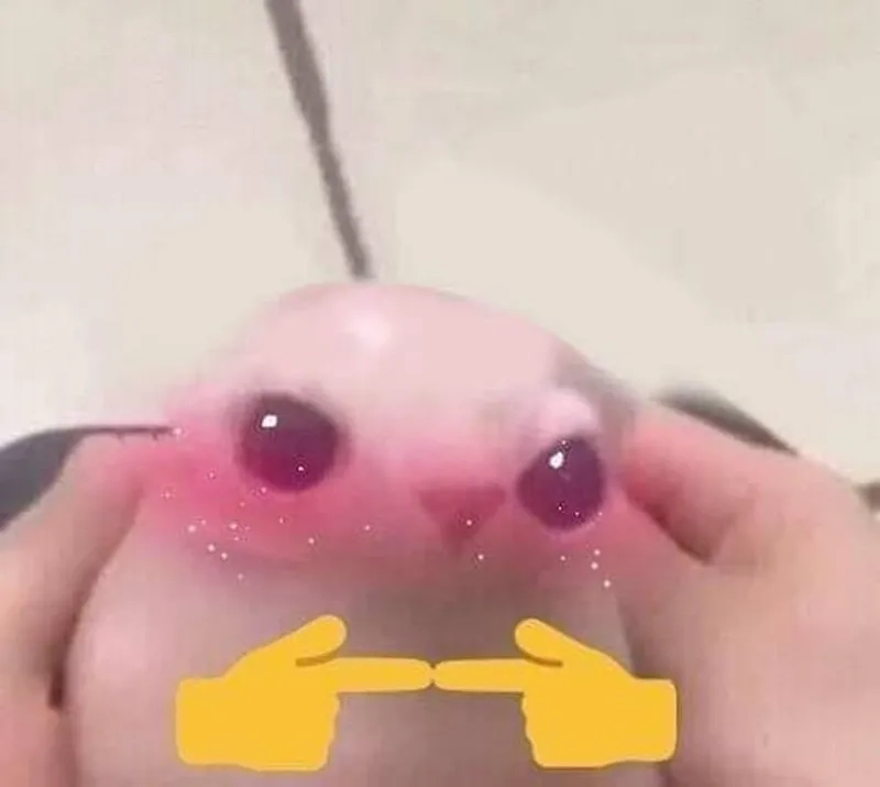 Có cần phải đáng yêu vậy không meme ngại quá đi