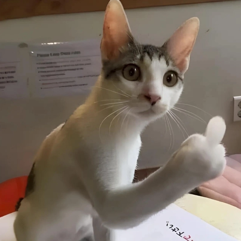 Khám phá những pha hài hước cùng meme ngón tay giữa siêu chất