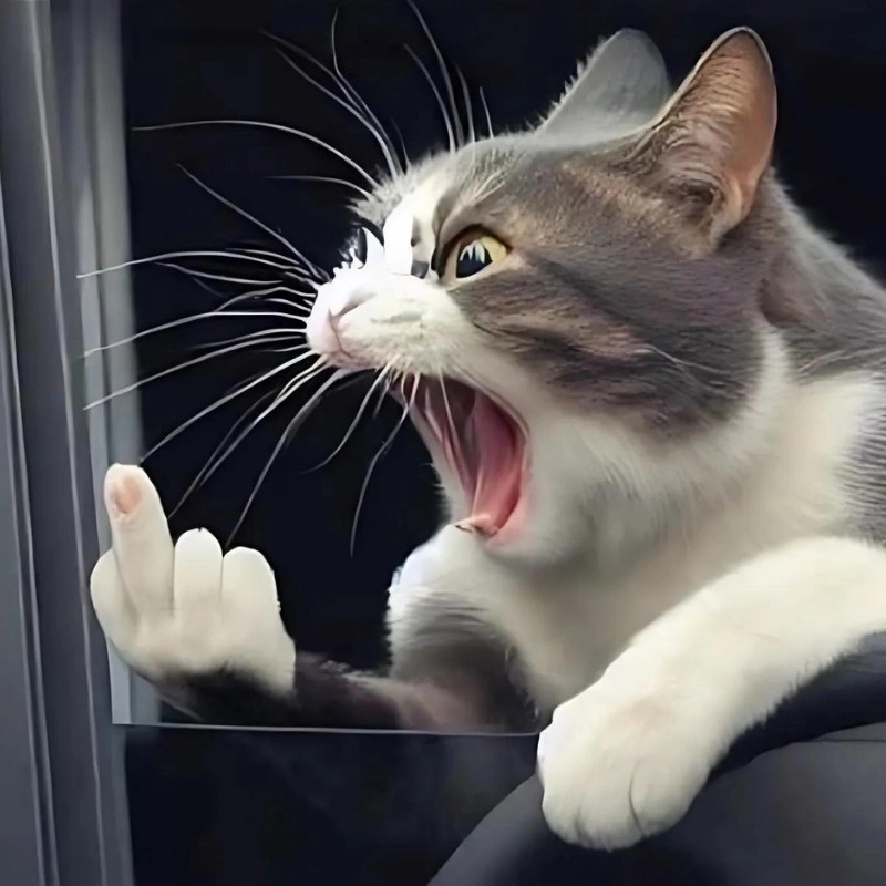 Thú vị với loạt meme mèo ngón giữa đáng yêu và bá đạo
