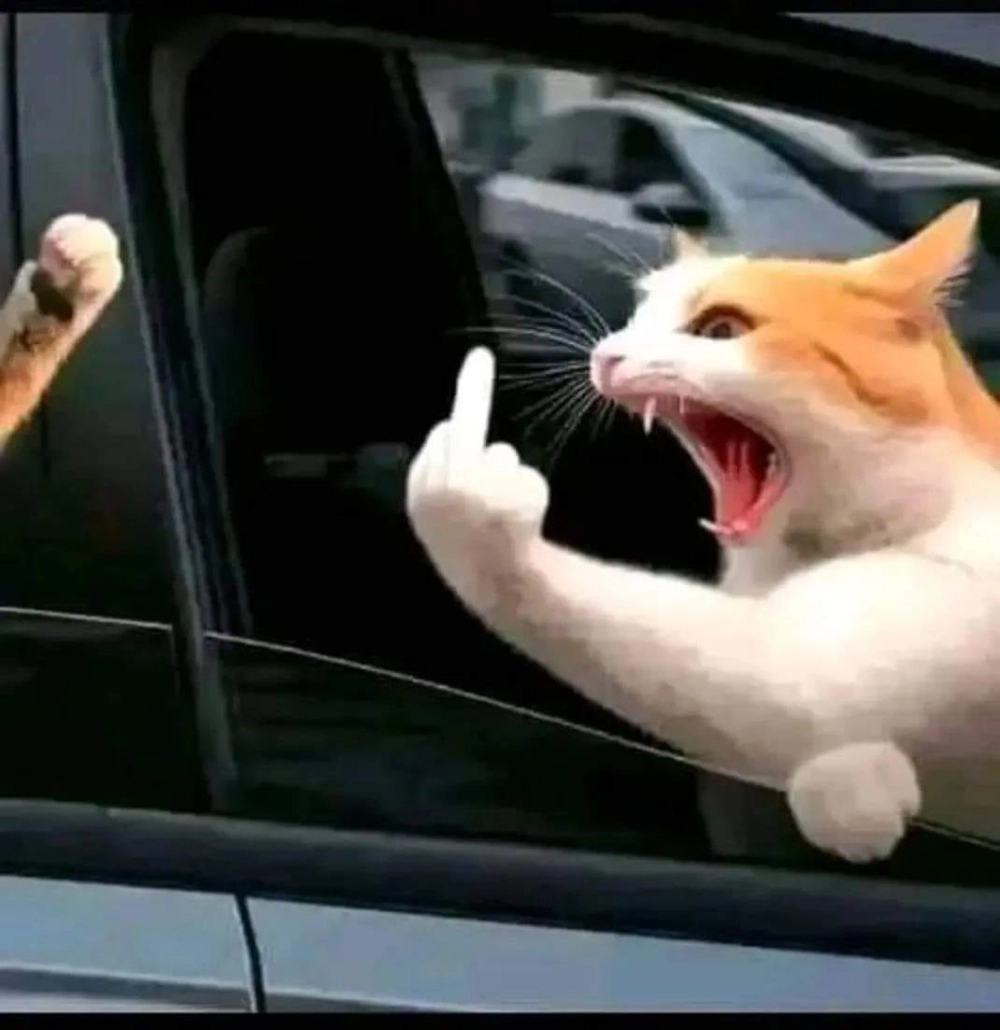 Khoảnh khắc vui nhộn trong ảnh meme dơ ngón giữa không thể bỏ lỡ