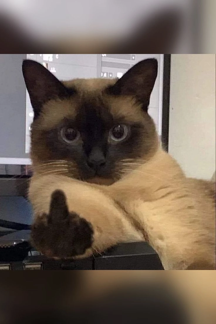 Bộ hình độc đáo với hình ảnh ngón tay giữa meme không thể chê