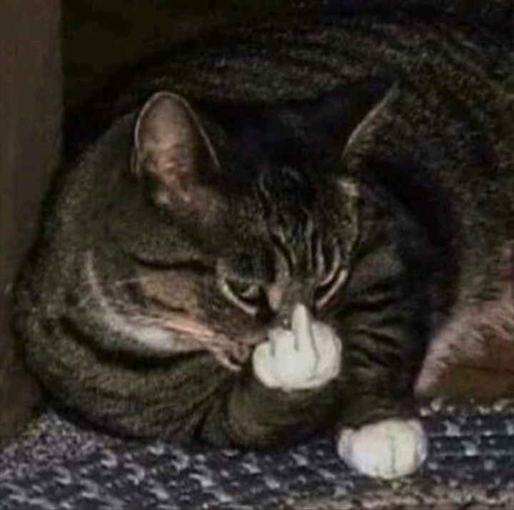 Bộ meme mèo đáng yêu với meme mèo ngón giữa thu hút bạn