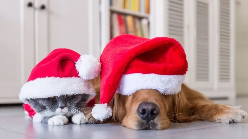 Không khí lễ hội về cùng noel meme cực dễ thương