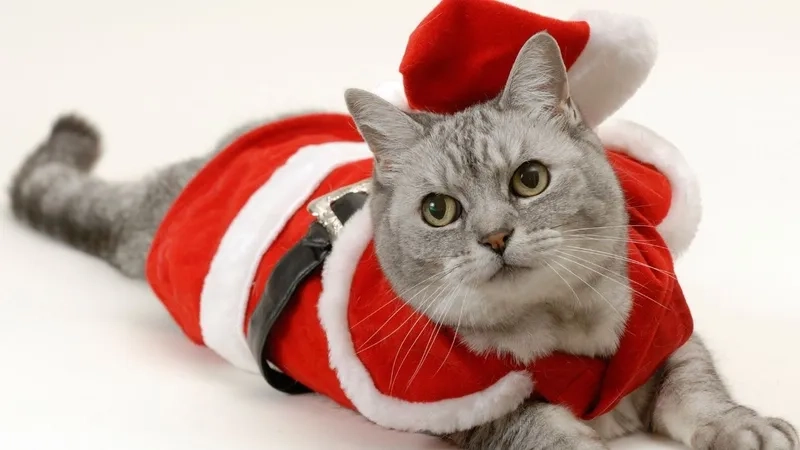 Fan mèo không thể bỏ qua bộ meme mèo noel cực xinh