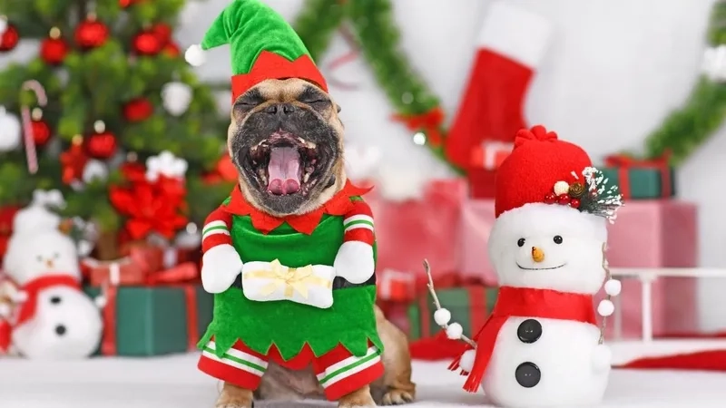 Làm nổi bật profile với avatar meme noel cực chất