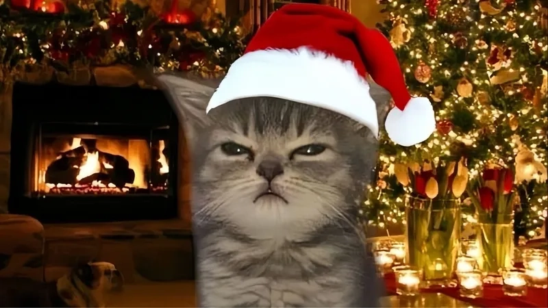 Combo cute overload với avatar mèo meme noel