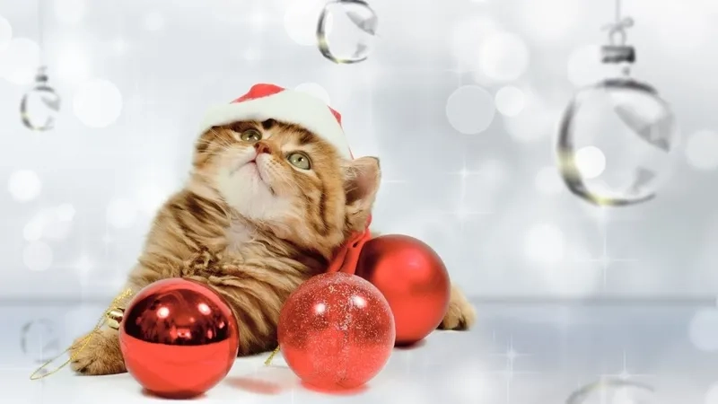 Bắt trend Giáng Sinh cùng cat meme noel siêu dễ thương