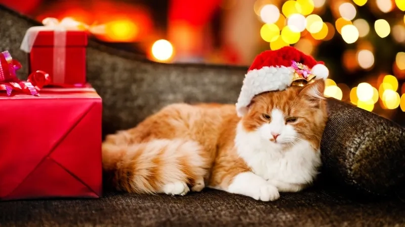 Sự kết hợp đáng yêu từ meme noel cat khiến dân mạng phát sốt