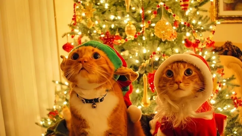 Bùng nổ đáng yêu cùng mèo đội mũ noel meme
