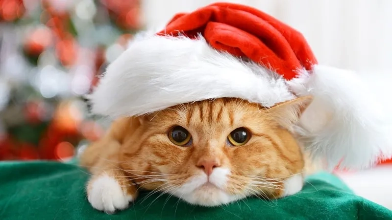 Bùng nổ đáng yêu cùng mèo đội mũ noel meme