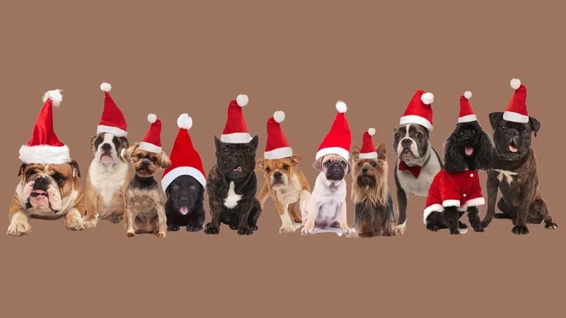 Tách biệt khỏi thế giới với ảnh mèo noel vô tri meme