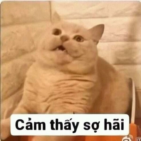 Mèo cũng không thoát được nỗi ám ảnh của meme mèo hoảng sợ