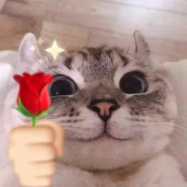 Đừng bỏ lỡ khoảnh khắc siêu dễ thương với mèo tặng hoa meme