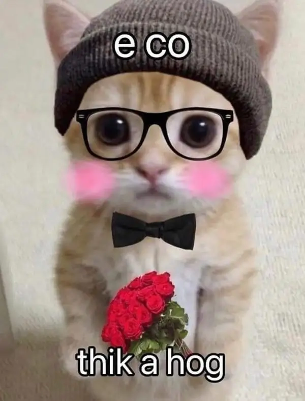 Sưu tầm ngay bộ sưu tập cute meme mèo tặng hoa hot nhất mạng xã hội