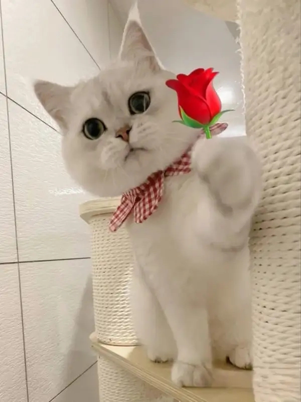 Ai rồi cũng cần một tấm meme con mèo tặng hoa mỗi ngày