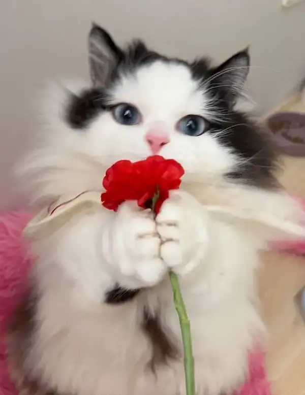 Vẻ đáng yêu khó cưỡng từ mèo meme tặng hoa khiến ai cũng tan chảy