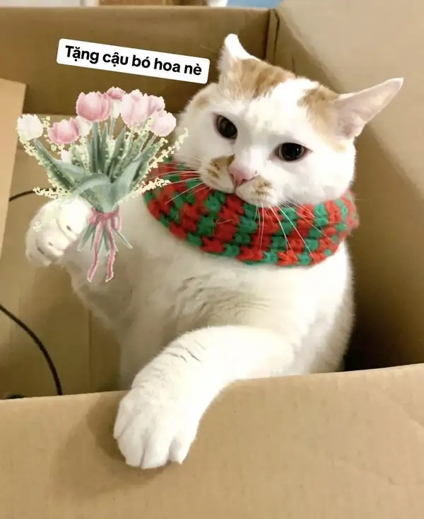 Lung linh và đáng yêu hết nấc cùng mèo tặng bông meme