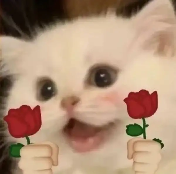 Bạn đã thấy meme mèo tặng hoa hồng khiến dân mạng phát cuồng chưa