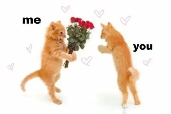 Khi con mèo tặng hoa meme còn lãng mạn hơn người yêu cũ của bạn