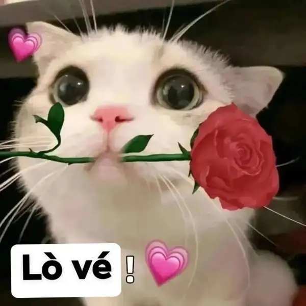 Hành động nhỏ nhưng ý nghĩa từ tặng hoa meme khiến ai cũng cảm động