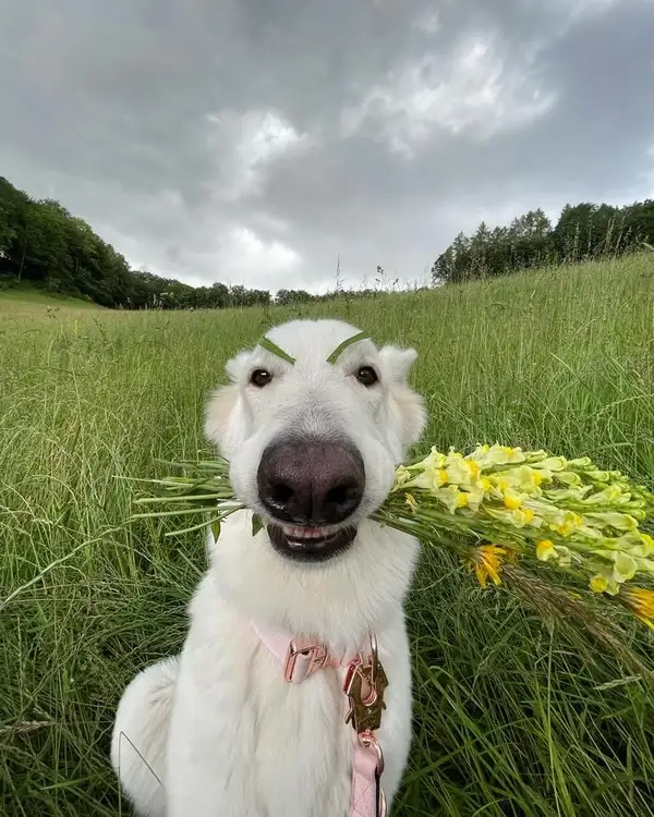 Hãy để tặng bông hoa meme giúp bạn mở lời yêu thương