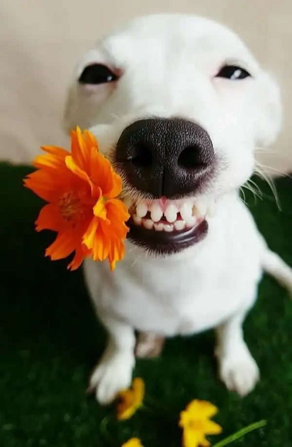 Top trend tuần này gọi tên ảnh meme tặng hoa siêu đáng yêu