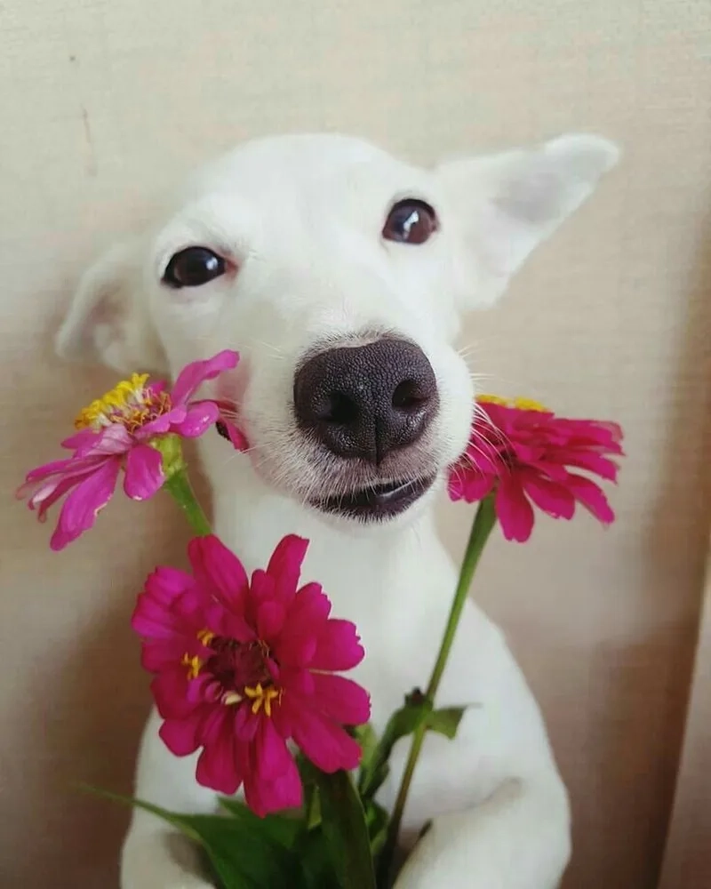 Thả ngay tặng bông hoa meme để gây thương nhớ