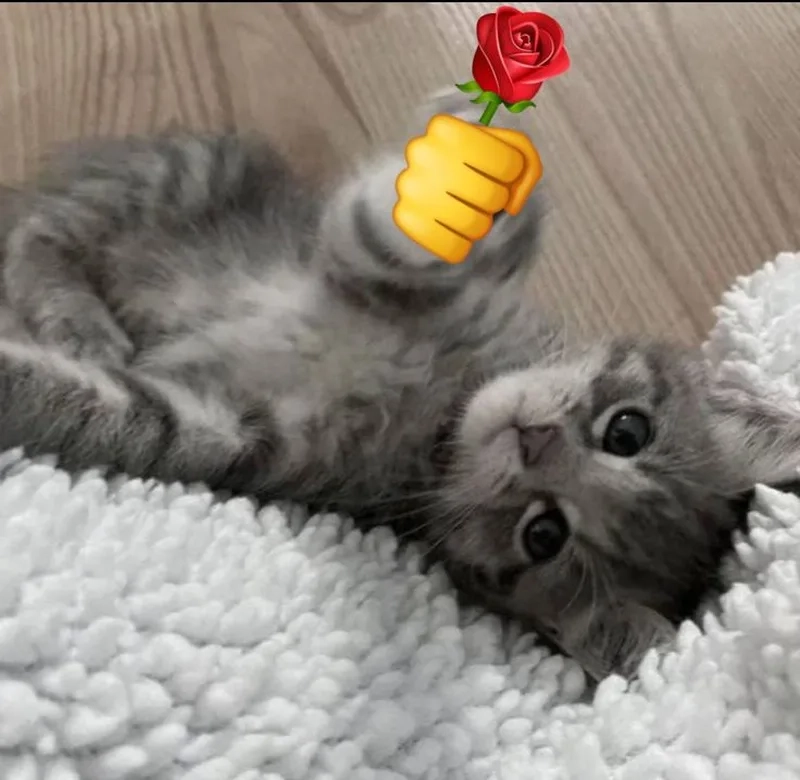 Gửi tặng người thân ảnh tặng hoa meme thay cho lời chúc