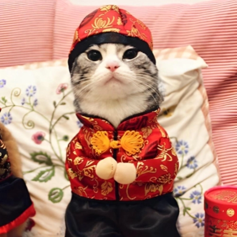 Hài hước và dễ thương với hình mèo meme tết