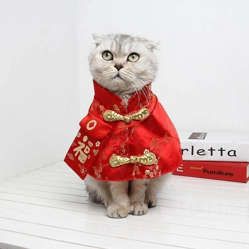 Thêm phần thú vị với meme cat tết hài hước