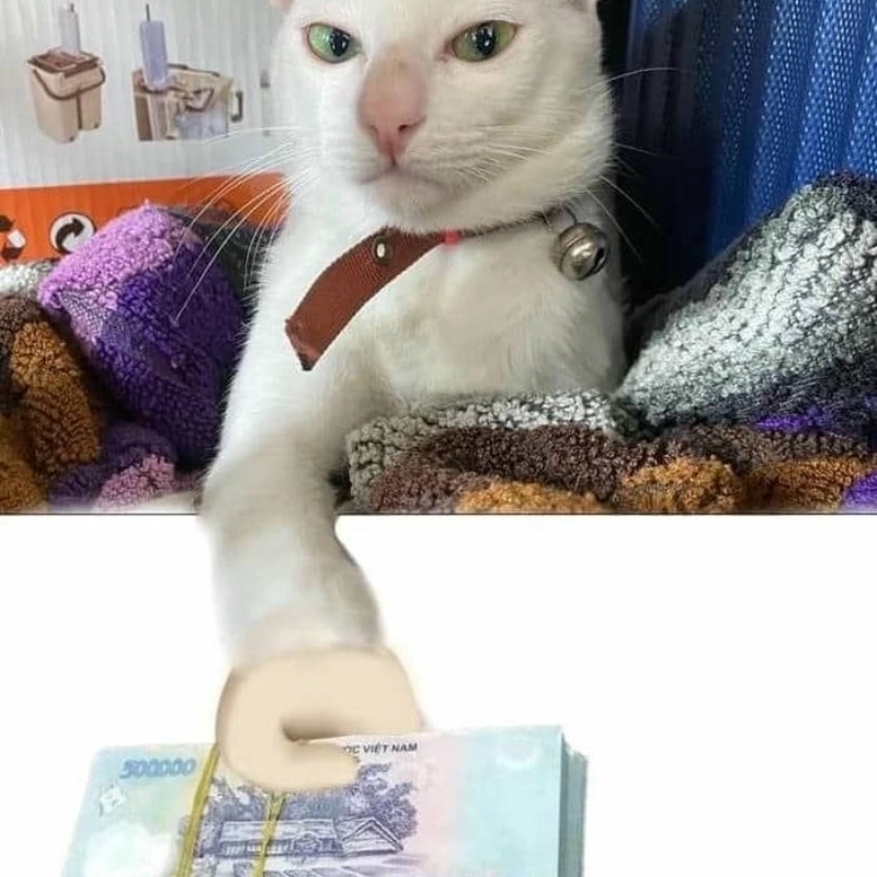 Ngắm meme cầm tiền và tưởng tượng được lì xì