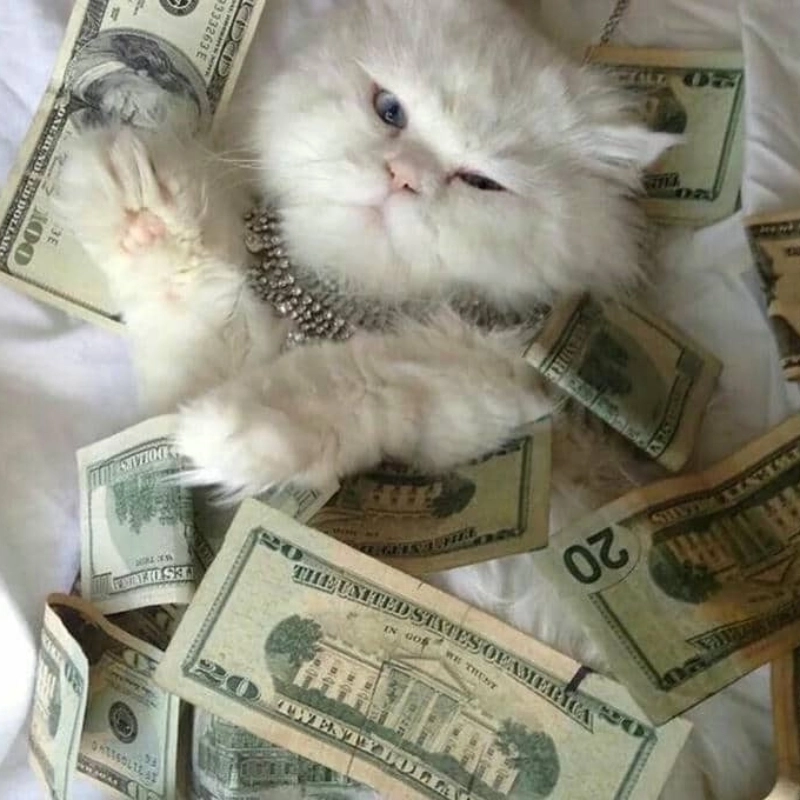 Cưng muốn xỉu với meme mèo cầm tiền siêu đáng yêu
