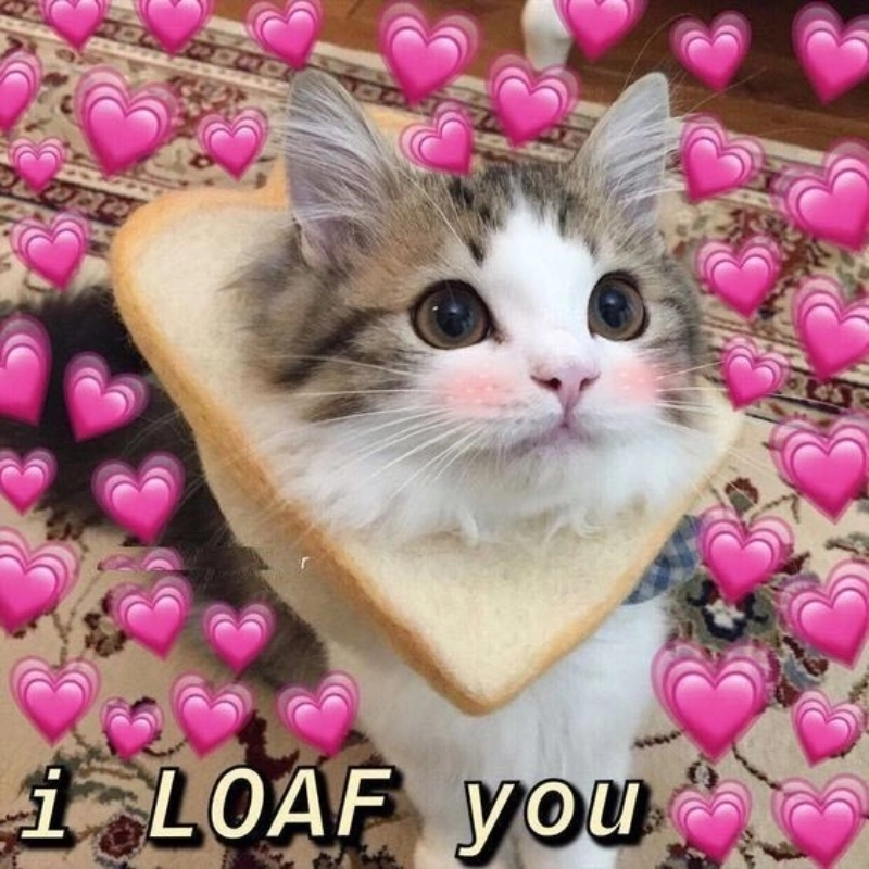 Trái tim dành cho meme si tình không bao giờ sai
