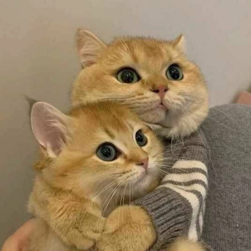 Cưng xỉu với ảnh meme tình yêu cute