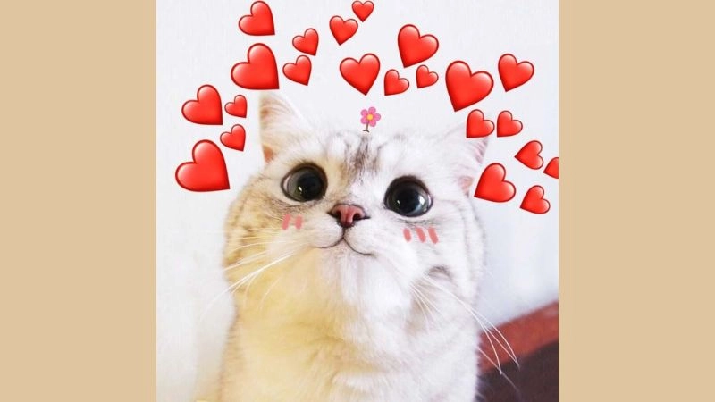Một chiếc meme tình yêu hài hước đủ khiến ai đó thả tim
