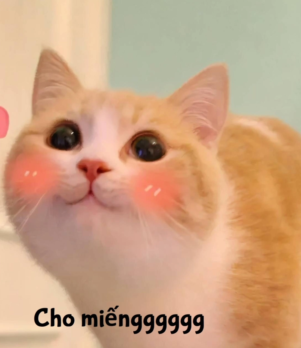 Mèo cưng đáng yêu hết nấc trong meme mèo trung quốc
