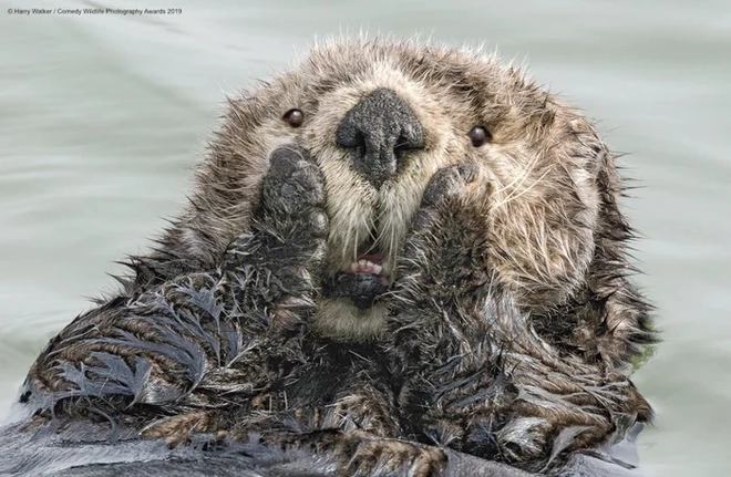 Ai cũng mê meme rái cá trung quốc cực kỳ đáng yêu