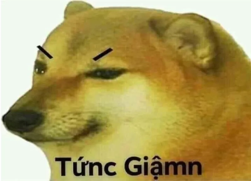 Gâu gâu mà cũng tức trong meme chó tức giận
