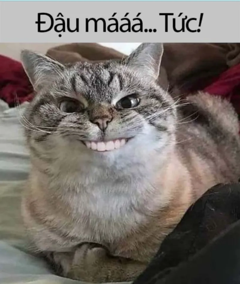 Bùng nổ cảm xúc với tức giận ảnh meme dỗi mèo cute