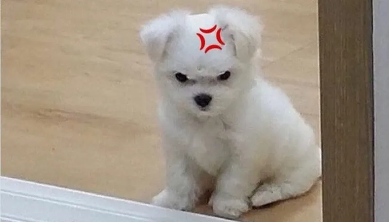Fan mèo chắc chắn mê meme tức giận mèo
